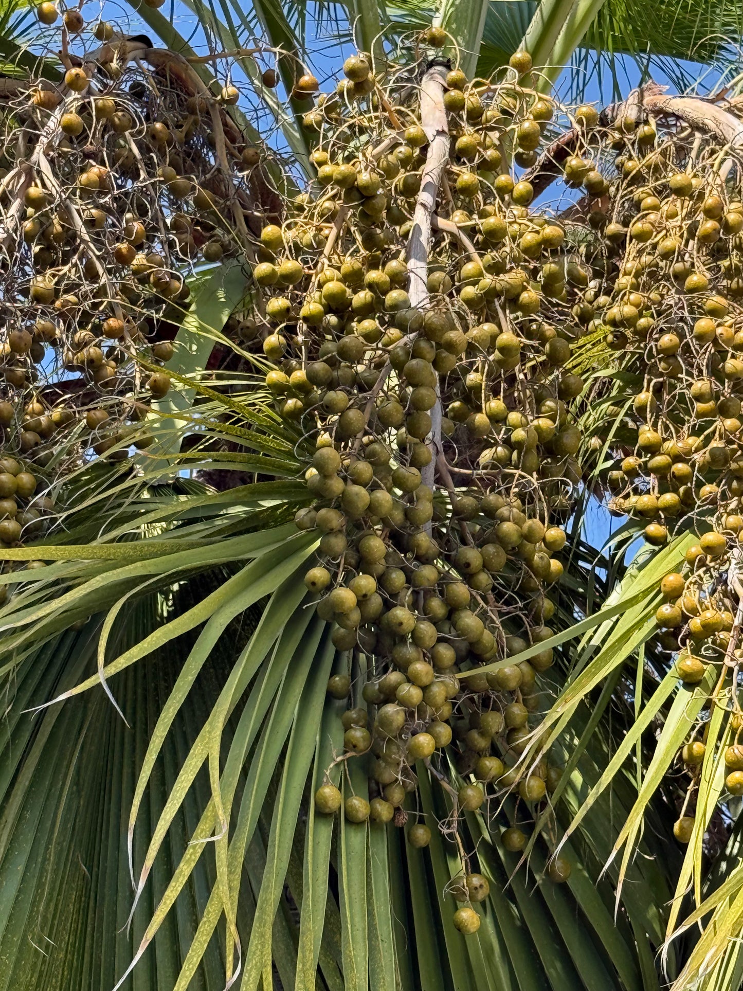 Brahea edulis (Guadalupe Palm) - 1,000 Seeds -  Bulk
