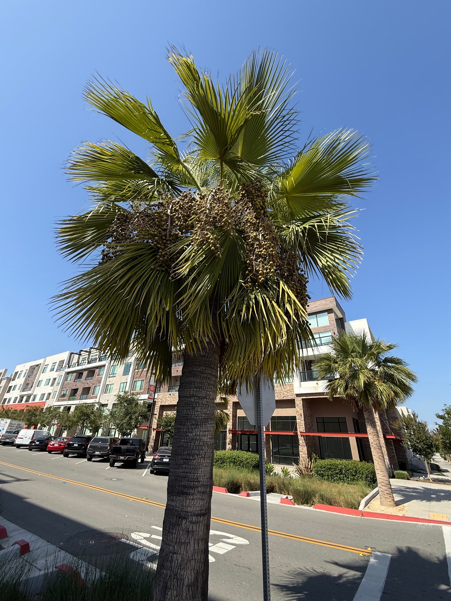 Brahea edulis (Guadalupe Palm) - 1,000 Seeds -  Bulk