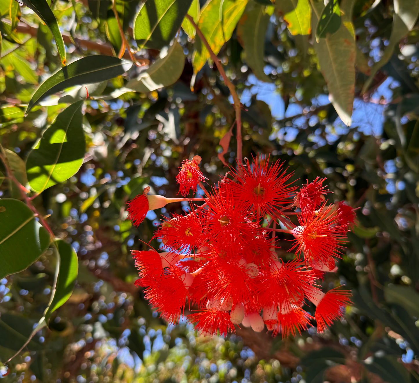 Eucalyptus Corymbia ficifolia (Red Flowering Gum) - 1000 Seeds - Bulk
