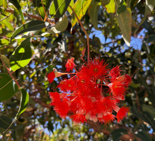 Eucalyptus Corymbia ficifolia (Red Flowering Gum) - 1000 Seeds - Bulk