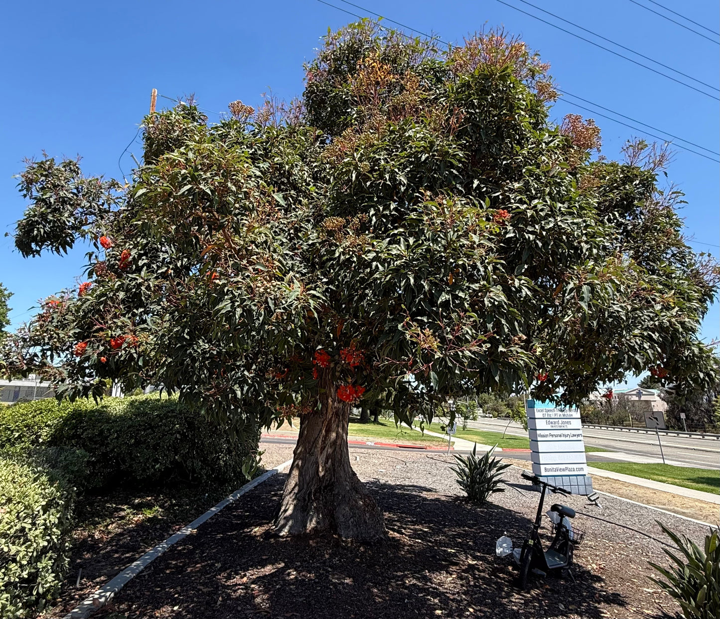 Eucalyptus Corymbia ficifolia (Red Flowering Gum) - 1000 Seeds - Bulk
