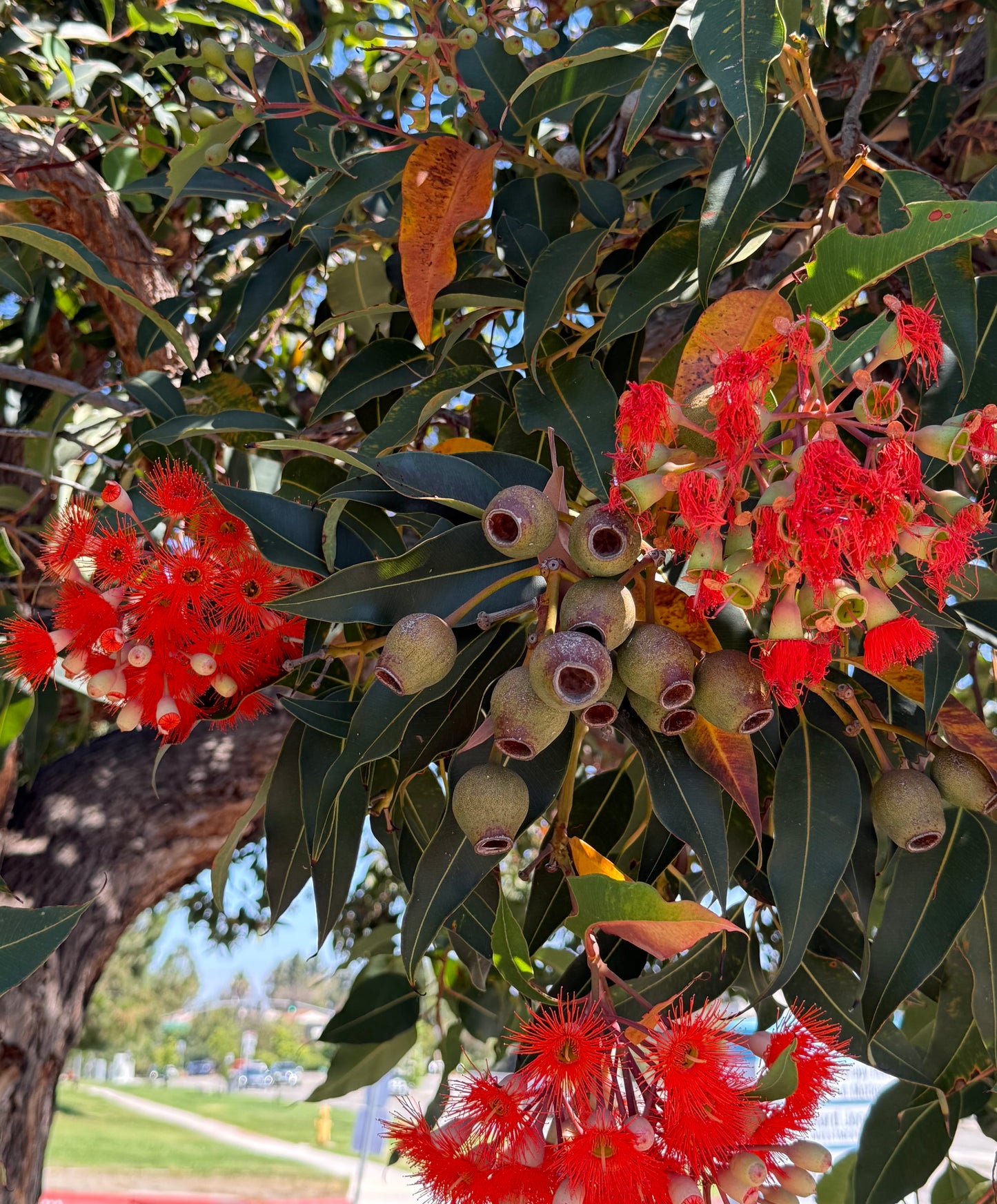 Eucalyptus Corymbia ficifolia (Red Flowering Gum) - 1000 Seeds - Bulk