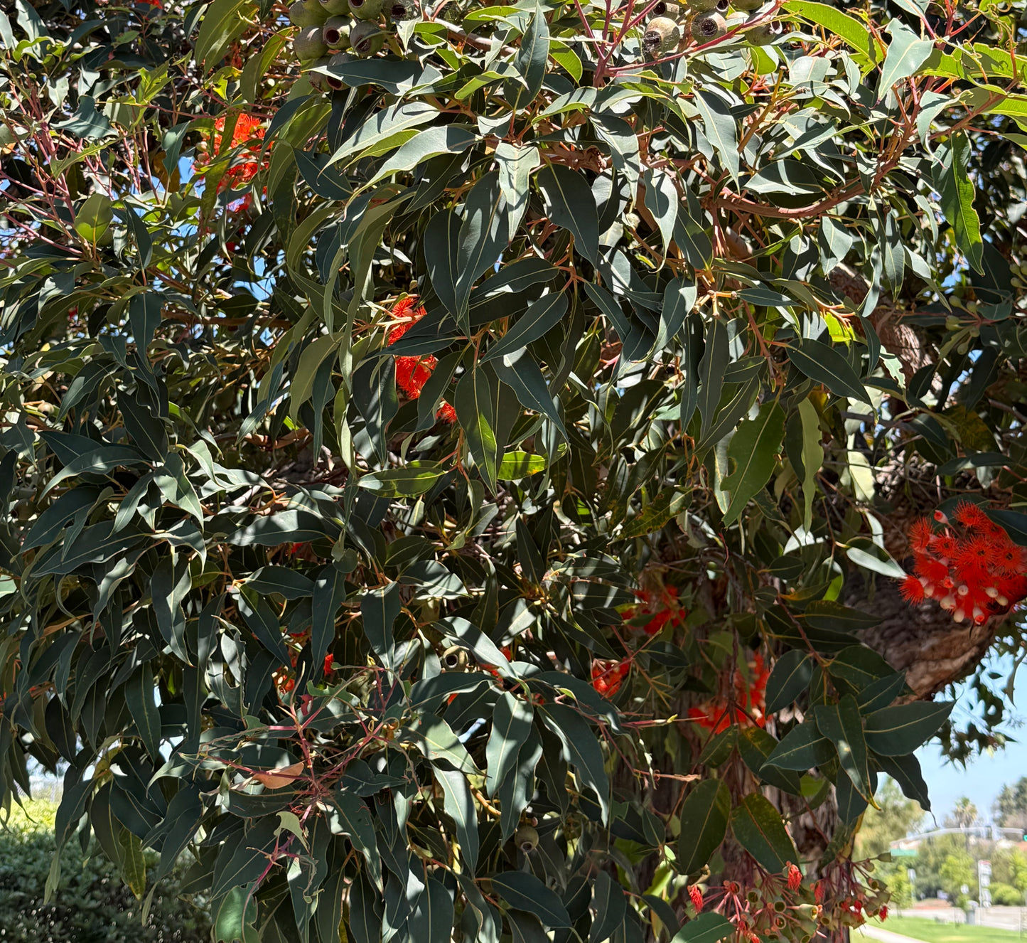 Eucalyptus Corymbia ficifolia (Red Flowering Gum) - 1000 Seeds - Bulk