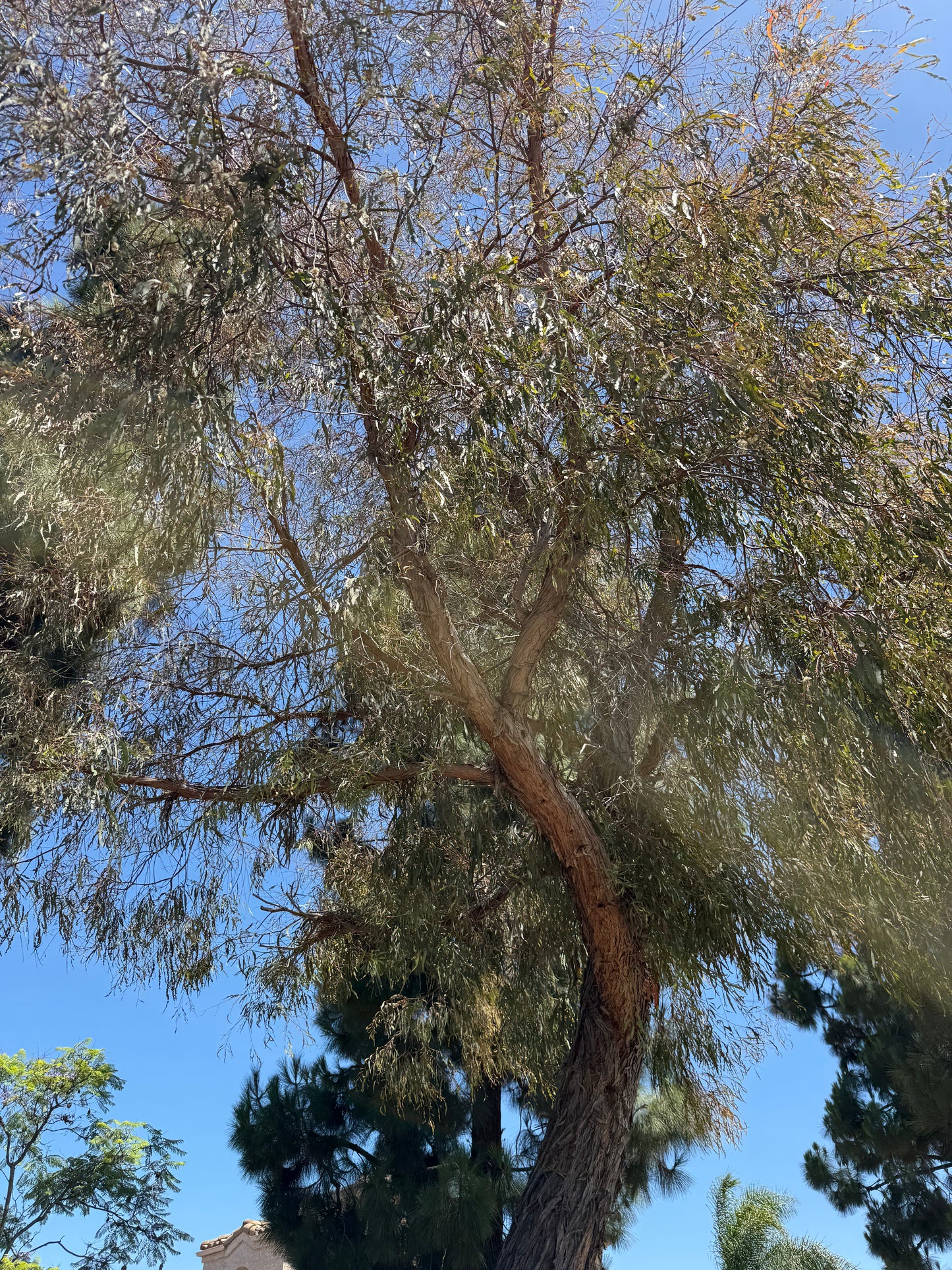 Eucalyptus nicholii (Narrow-Leaved Black Peppermint) - 1000 Seeds - Bulk