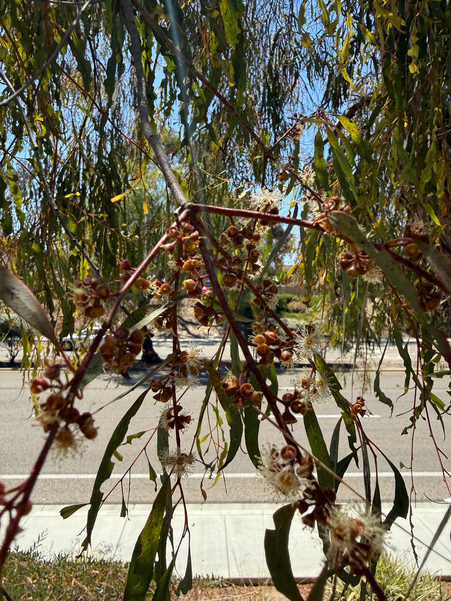 Eucalyptus nicholii (Narrow-Leaved Black Peppermint) - 1000 Seeds - Bulk