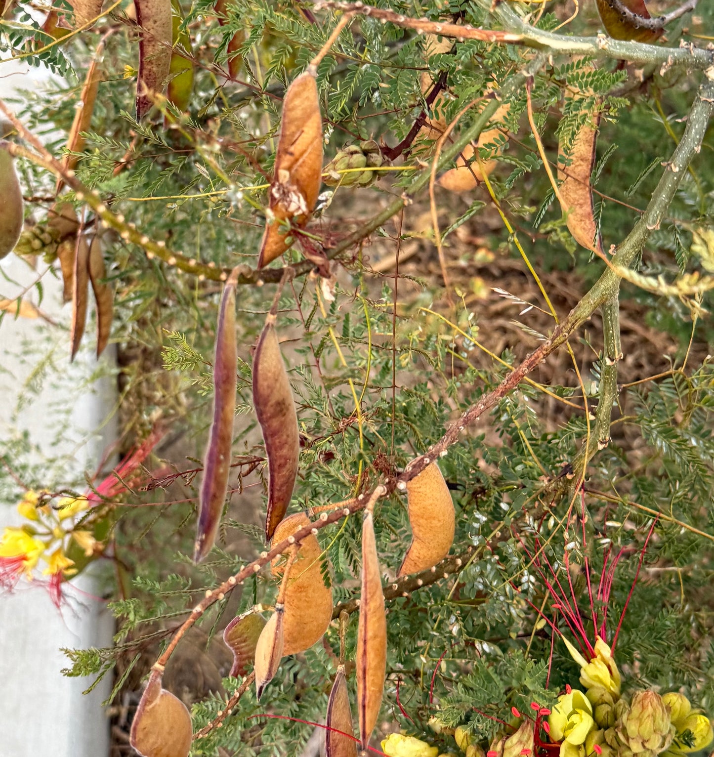 Caesalpinia gilliesii (Yellow Desert Bird of Paradise) - 1000 Seeds - Bulk