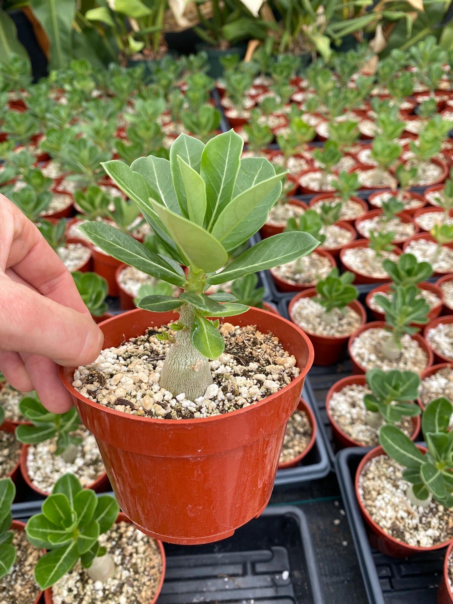 Adenium obesum – Desert Rose (Pink & White Bicolor) – Grown in Elfin Forest, California