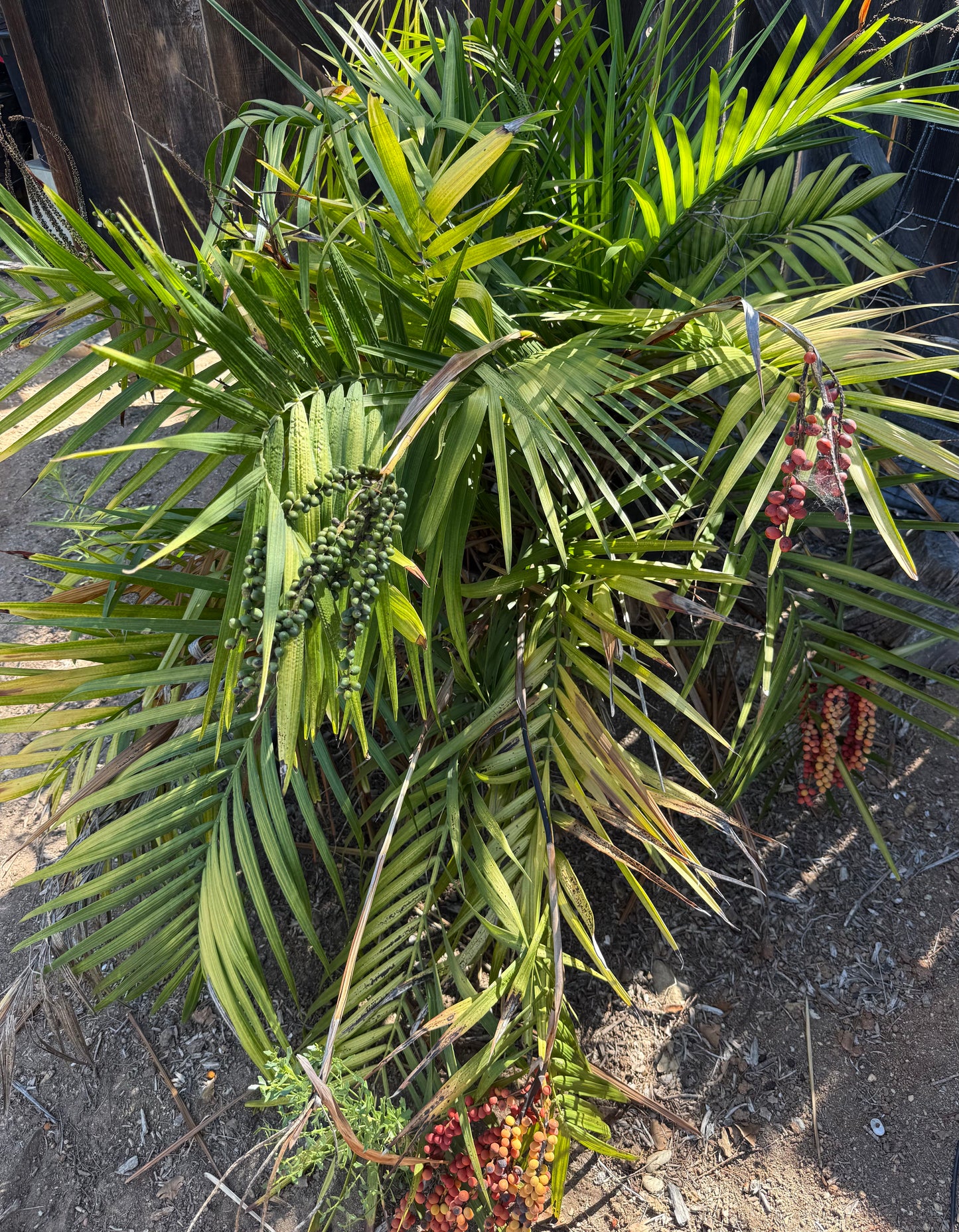 Chamaedorea radicalis (Mexican Parlor Palm) - 100 Seeds - Bulk