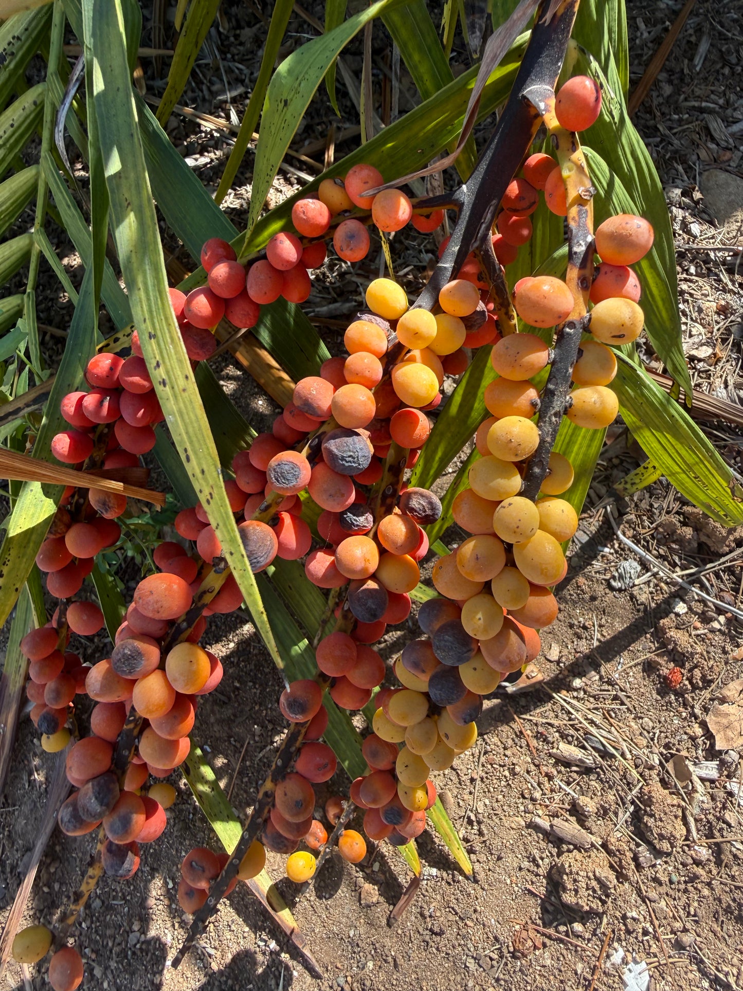 Chamaedorea radicalis (Mexican Parlor Palm) - 100 Seeds - Bulk