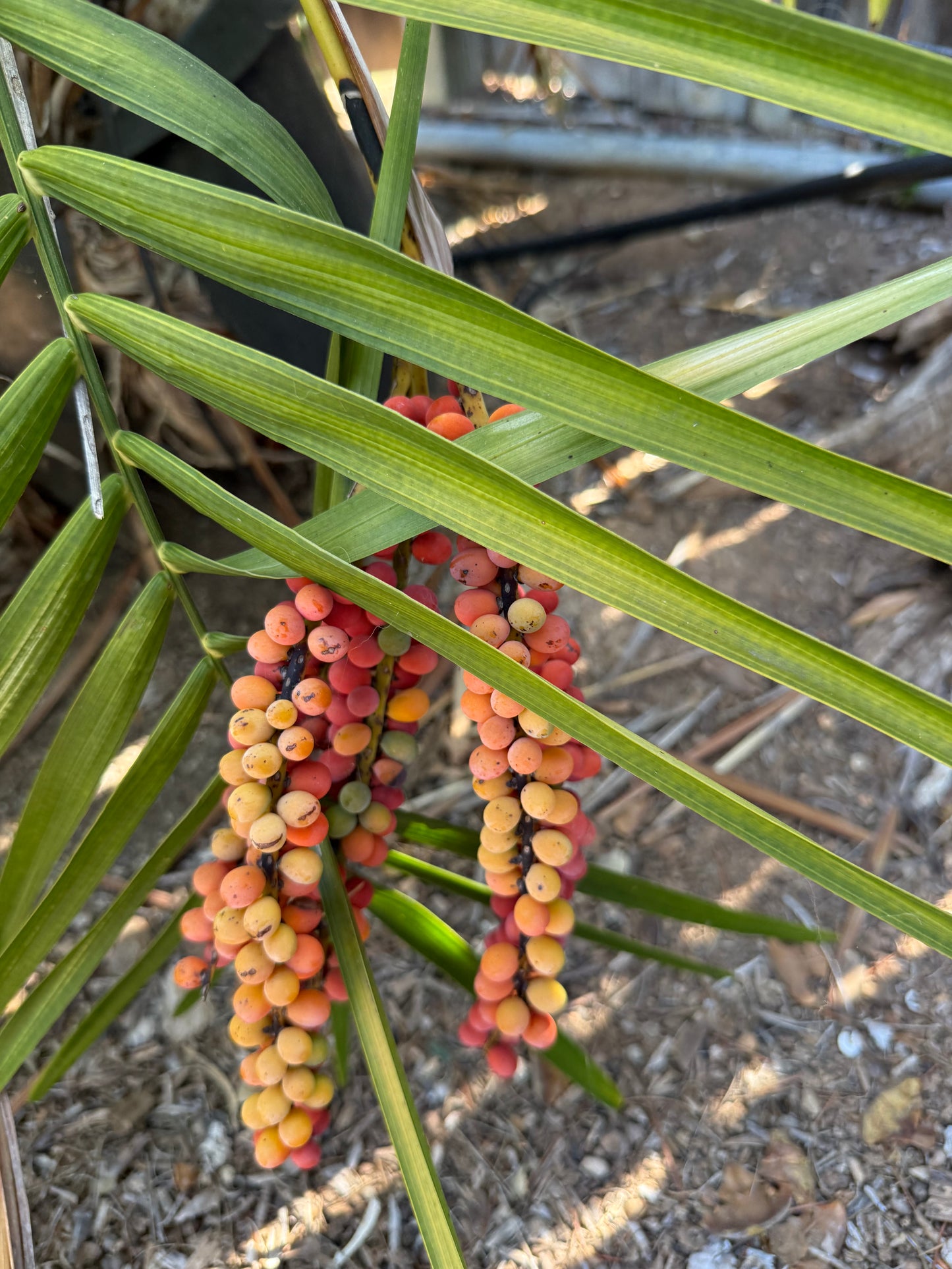Chamaedorea radicalis (Mexican Parlor Palm) - 100 Seeds - Bulk