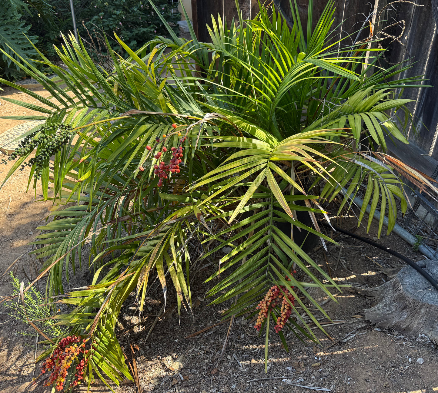 Chamaedorea radicalis (Mexican Parlor Palm) - 100 Seeds - Bulk