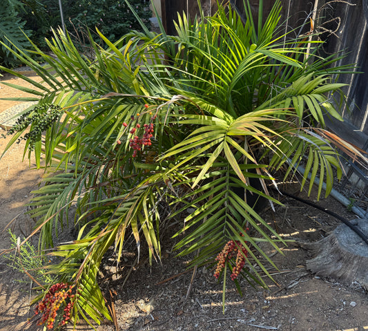 Chamaedorea radicalis (Mexican Parlor Palm) - 100 Seeds - Bulk