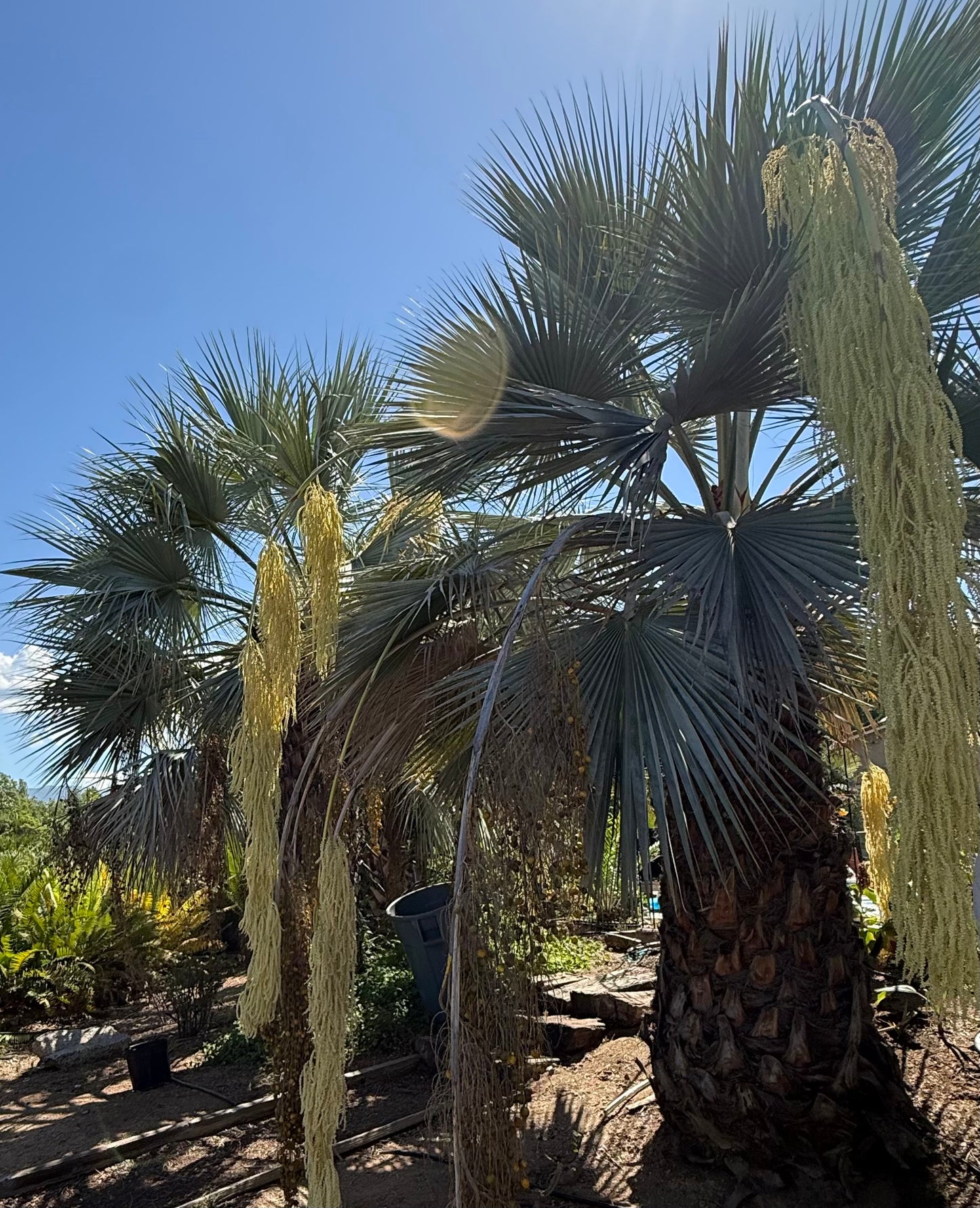 Brahea armata (Mexican Blue Palm, Blue Hesper Palm) - 1000 Seeds - Bulk