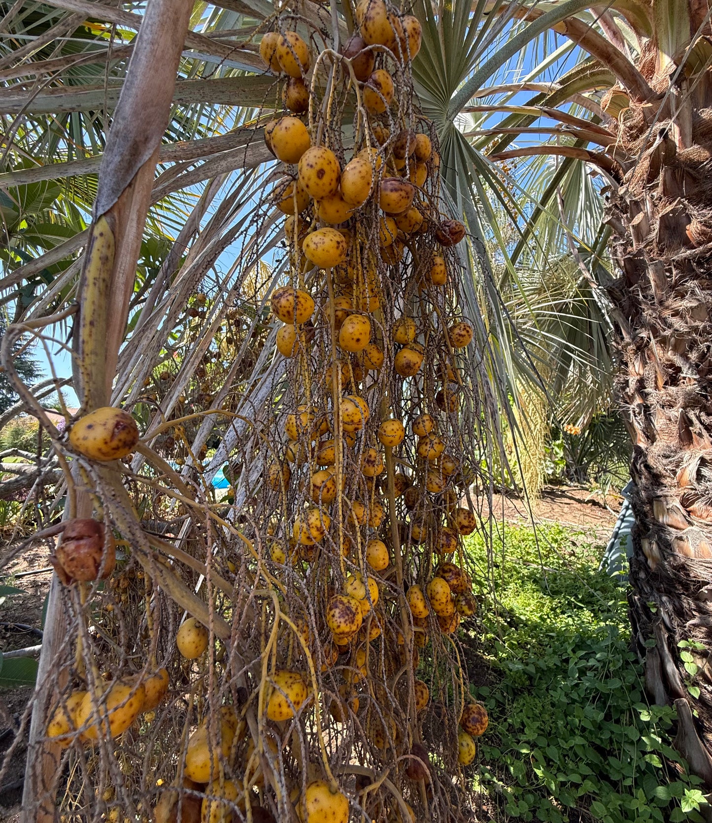 Brahea armata (Mexican Blue Palm, Blue Hesper Palm) - 1000 Seeds - Bulk