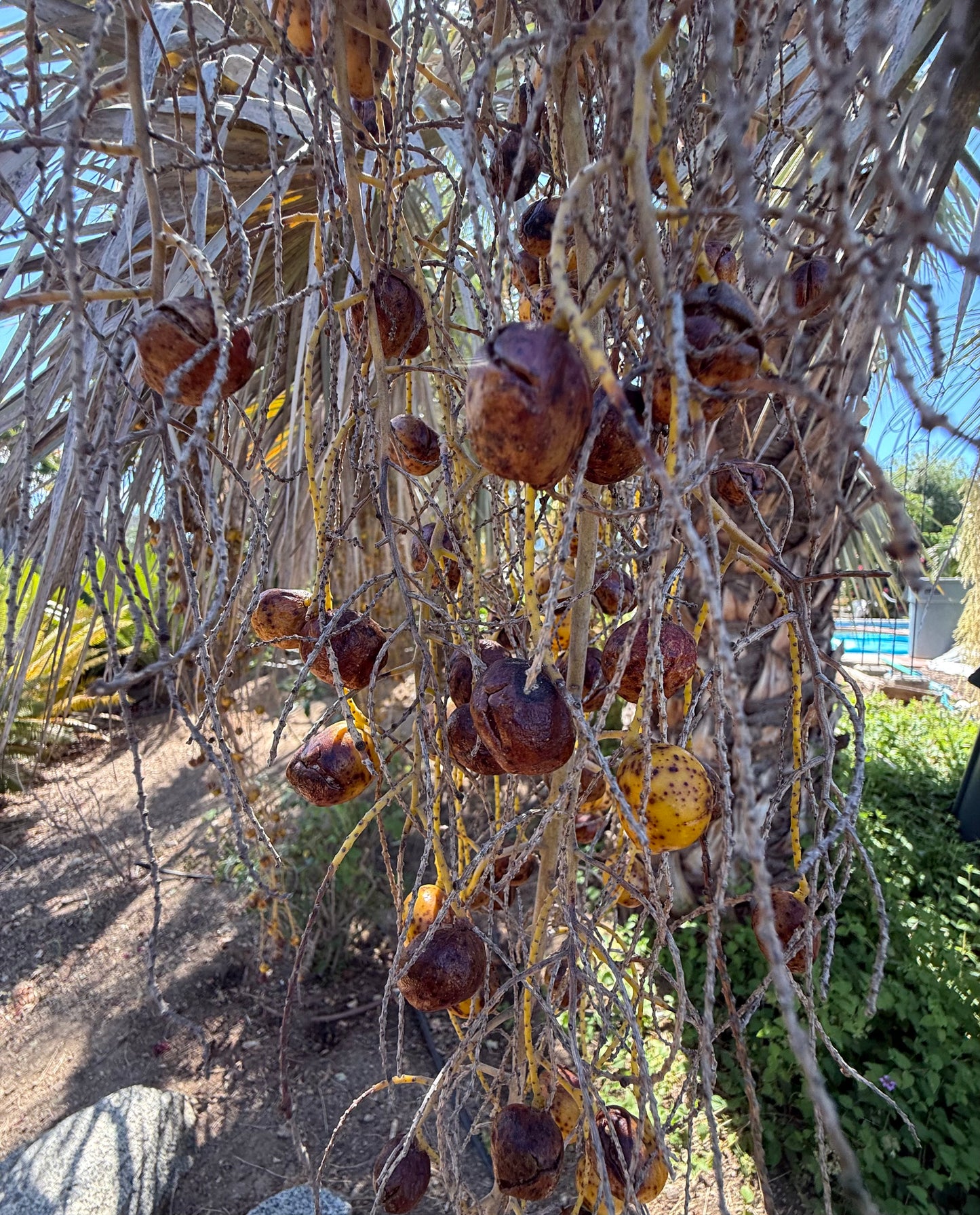 Brahea armata (Mexican Blue Palm, Blue Hesper Palm) - 1000 Seeds - Bulk