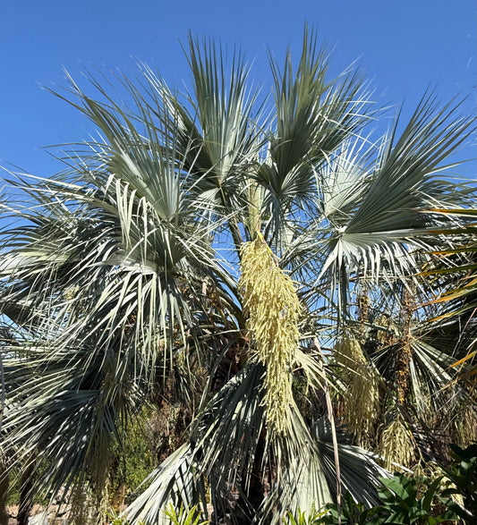 Brahea armata (Mexican Blue Palm, Blue Hesper Palm) - 1000 Seeds - Bulk