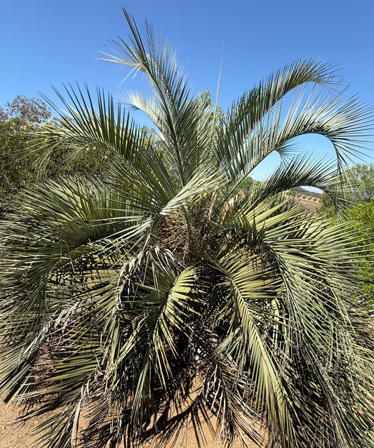 Butia capitata (Jelly Palm, Pindo Palm) - 1000 Seeds - Bulk