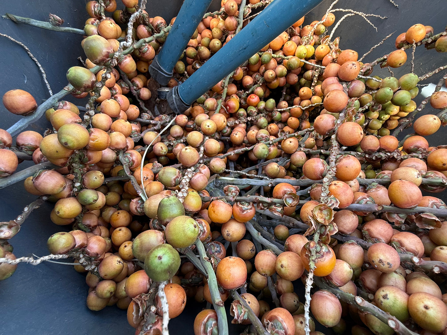 Butia capitata (Jelly Palm, Pindo Palm) - 1000 Seeds - Bulk