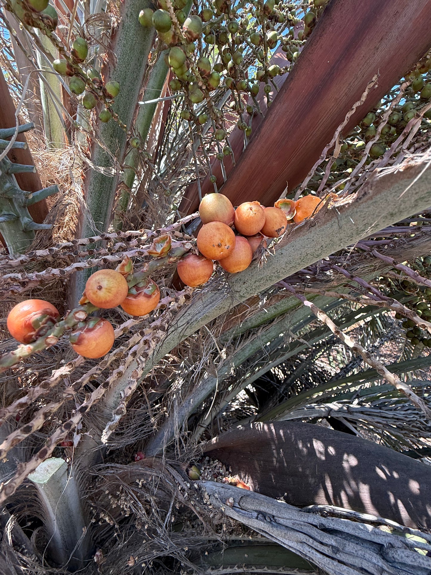 Butia capitata (Jelly Palm, Pindo Palm) - 1000 Seeds - Bulk