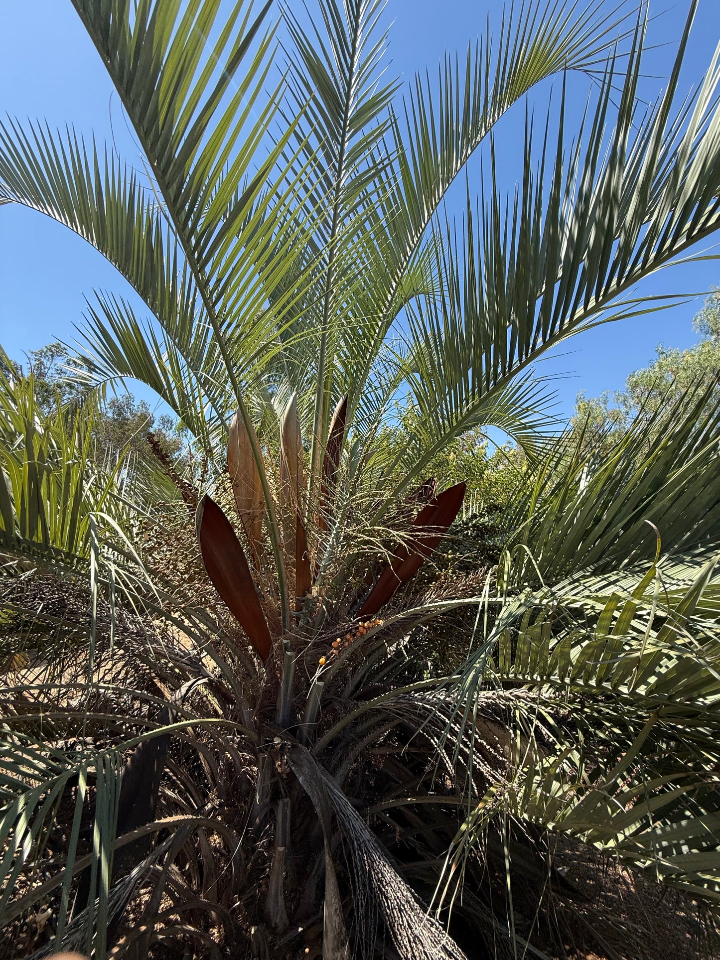 Butia capitata (Jelly Palm, Pindo Palm) - 1000 Seeds - Bulk