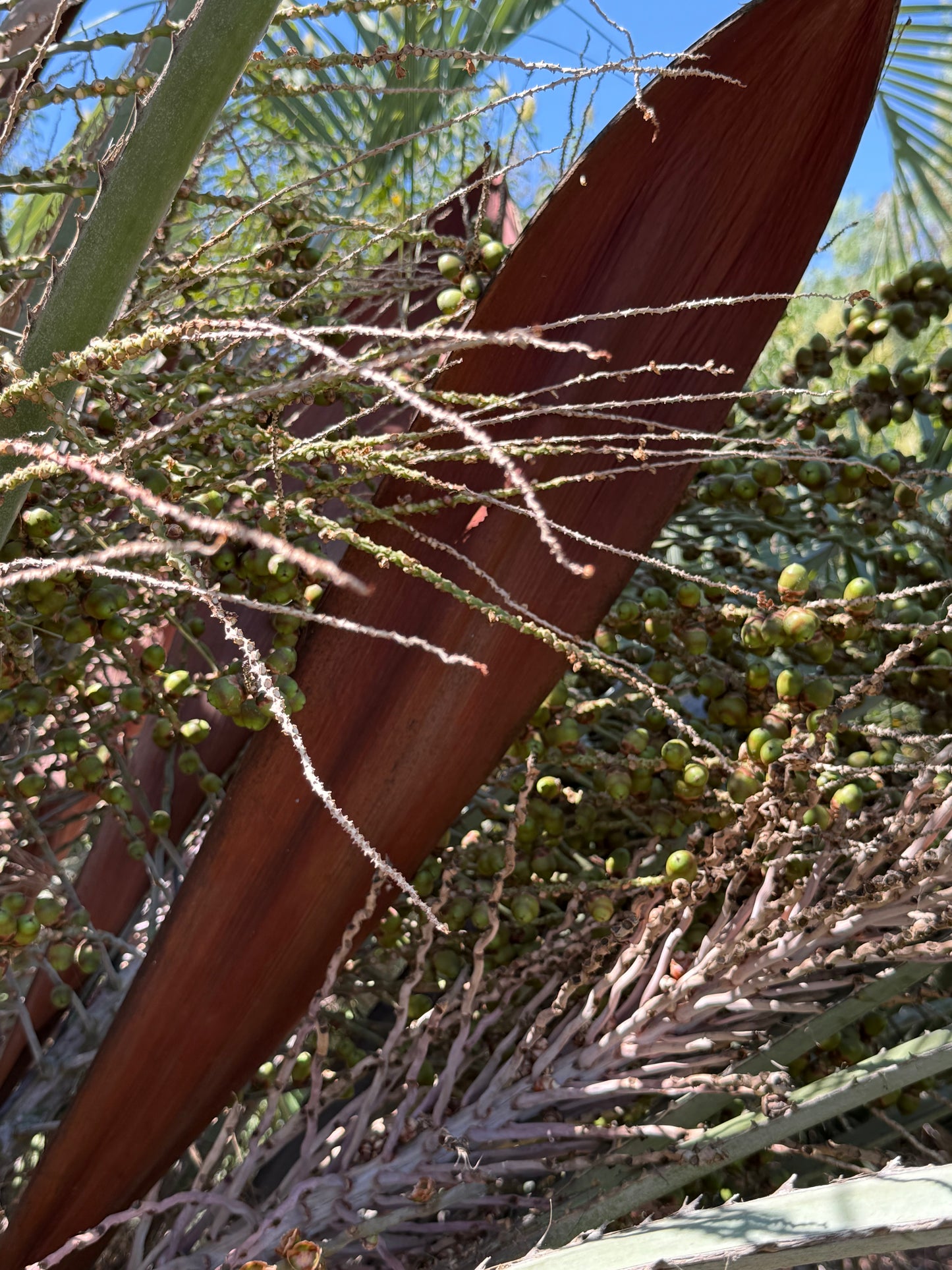 Butia capitata (Jelly Palm, Pindo Palm) - 1000 Seeds - Bulk
