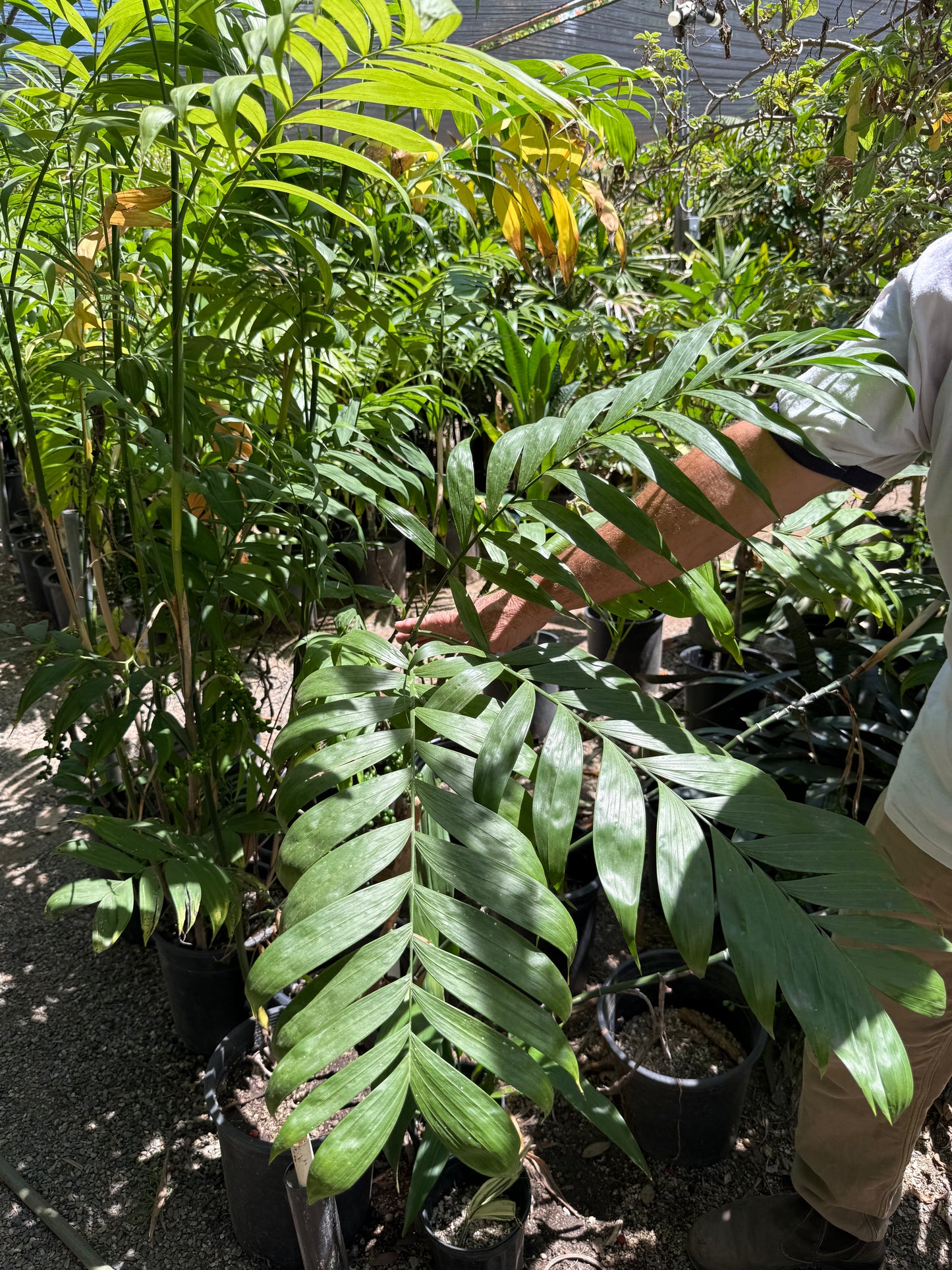 Chamaedorea microspadix (Hardy Bamboo Palm) - 100 Seeds - Bulk