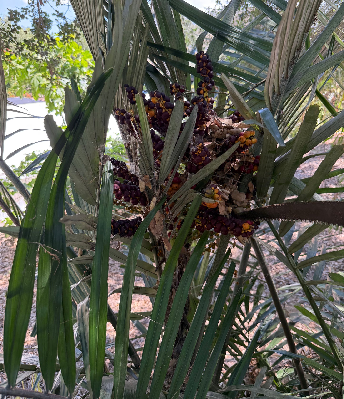 Arenga engleri (Dwarf Sugar Palm, Formosa Palm) - 100 Seeds - Bulk