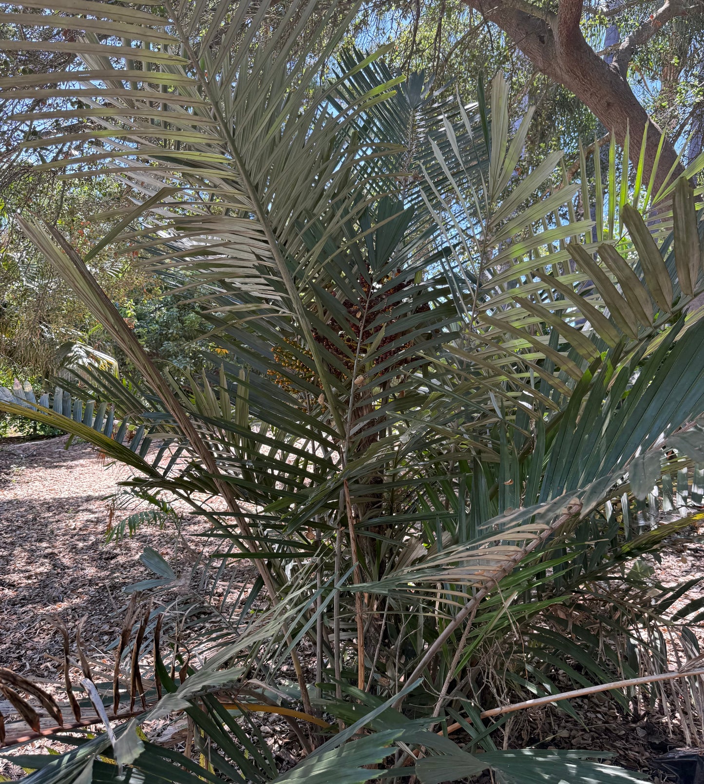 Arenga engleri (Dwarf Sugar Palm, Formosa Palm) - 100 Seeds - Bulk