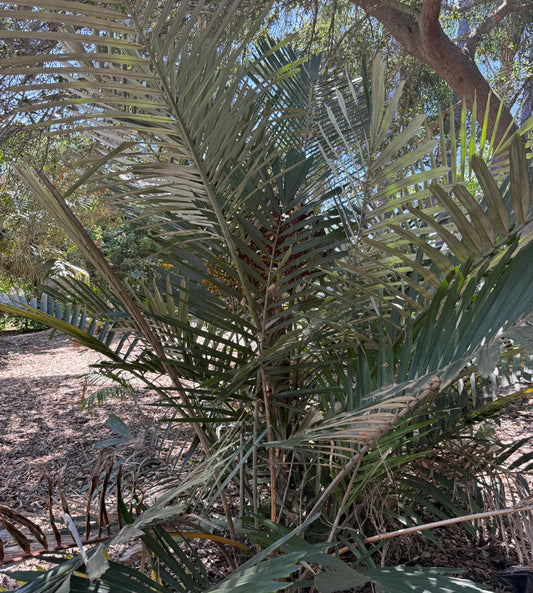 Arenga engleri (Dwarf Sugar Palm, Formosa Palm) - 100 Seeds - Bulk
