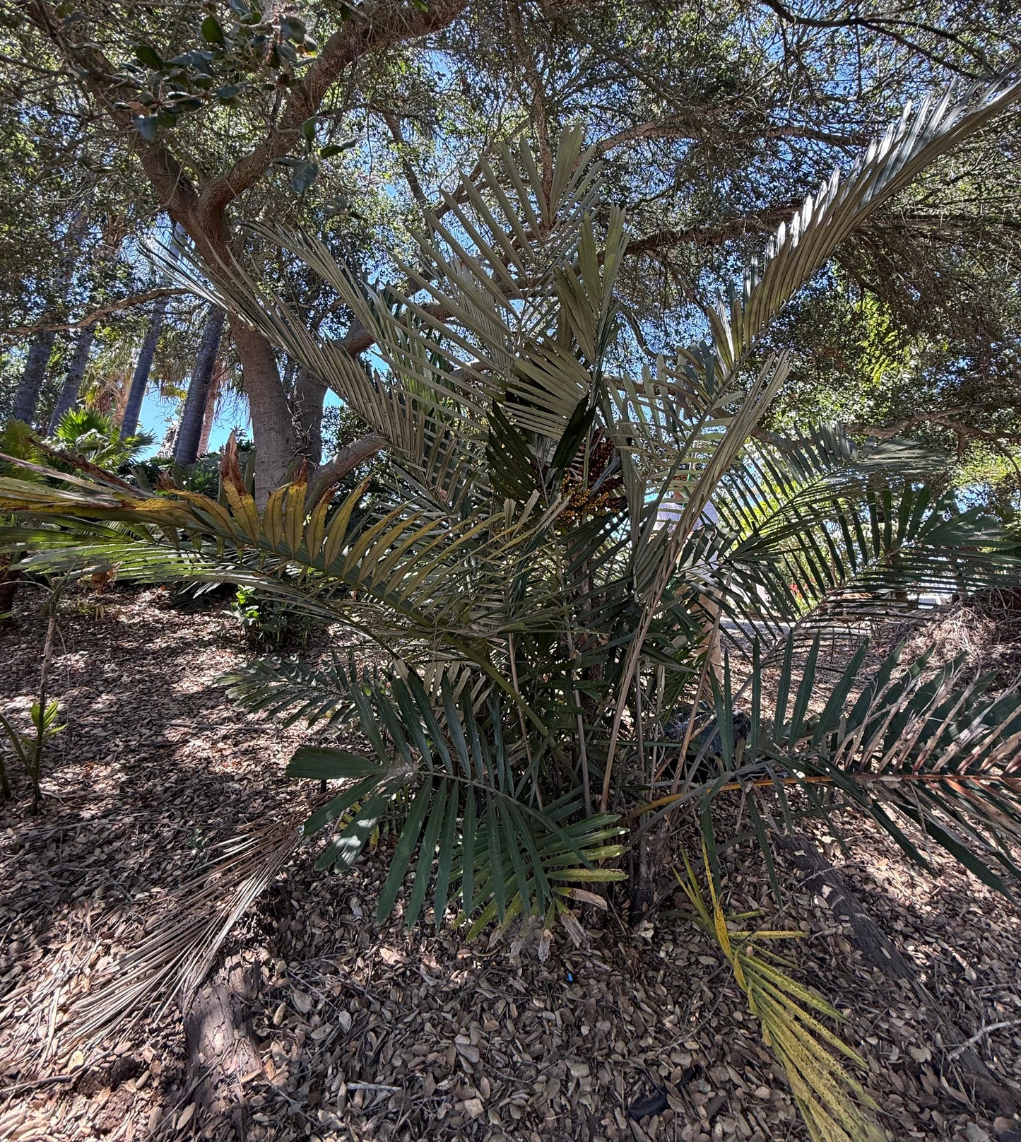 Arenga engleri (Dwarf Sugar Palm, Formosa Palm) - 100 Seeds - Bulk