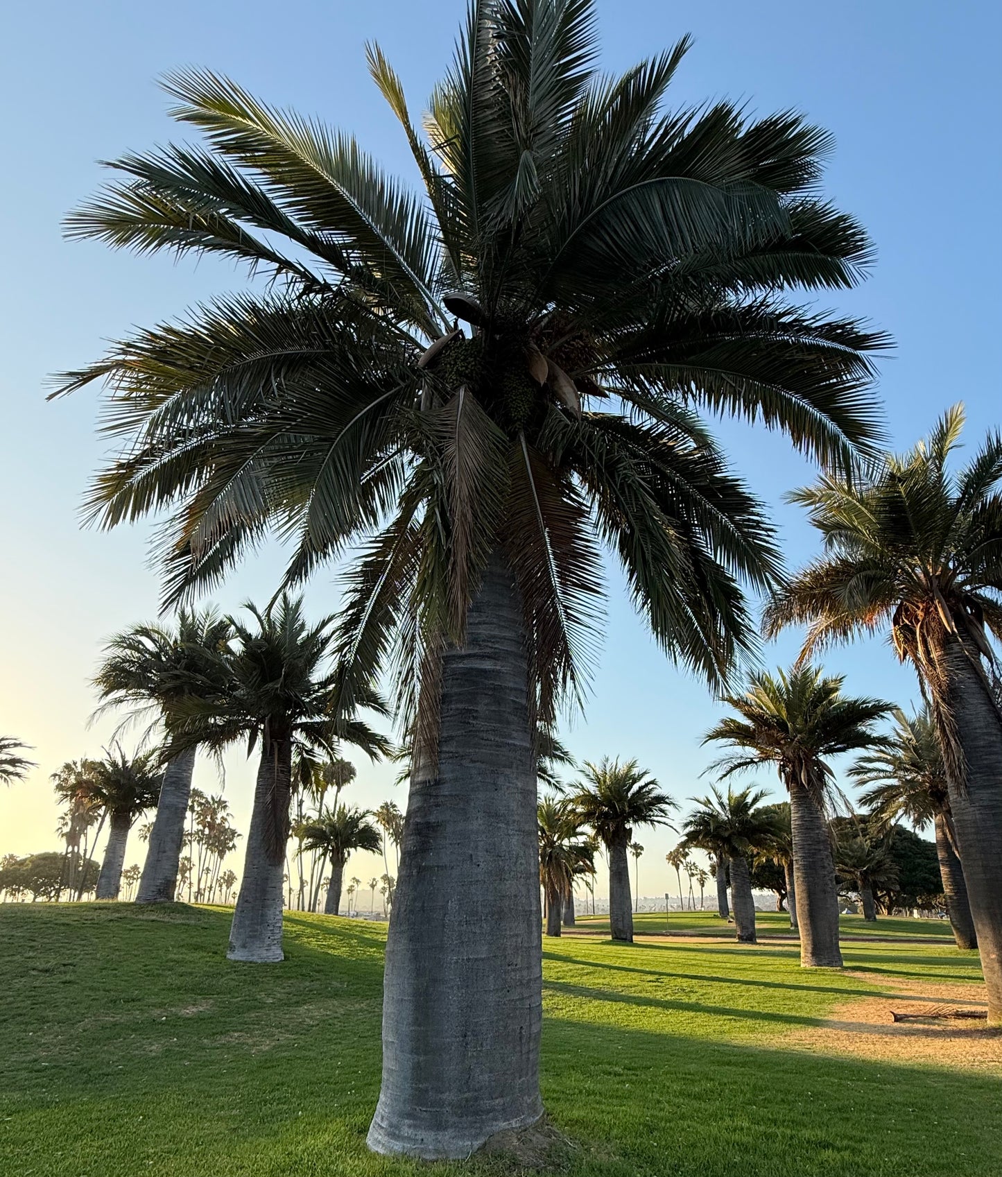 Jubaea chilensis (Chilean Wine Palm) - 100 Seeds -  Bulk