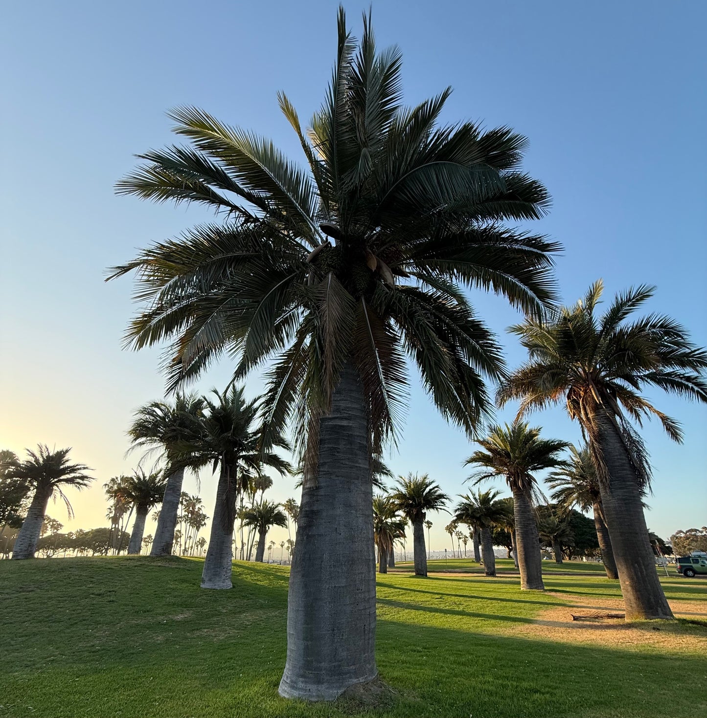 Jubaea chilensis (Chilean Wine Palm) - 100 Seeds -  Bulk