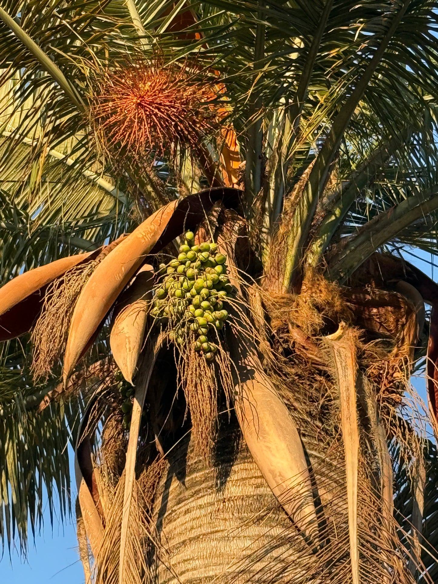 Jubaea chilensis (Chilean Wine Palm) - 100 Seeds -  Bulk