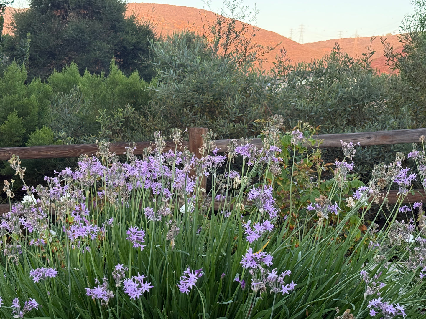 Tulbaghia violacea (Society Garlic) - 1,000 Seeds - Bulk