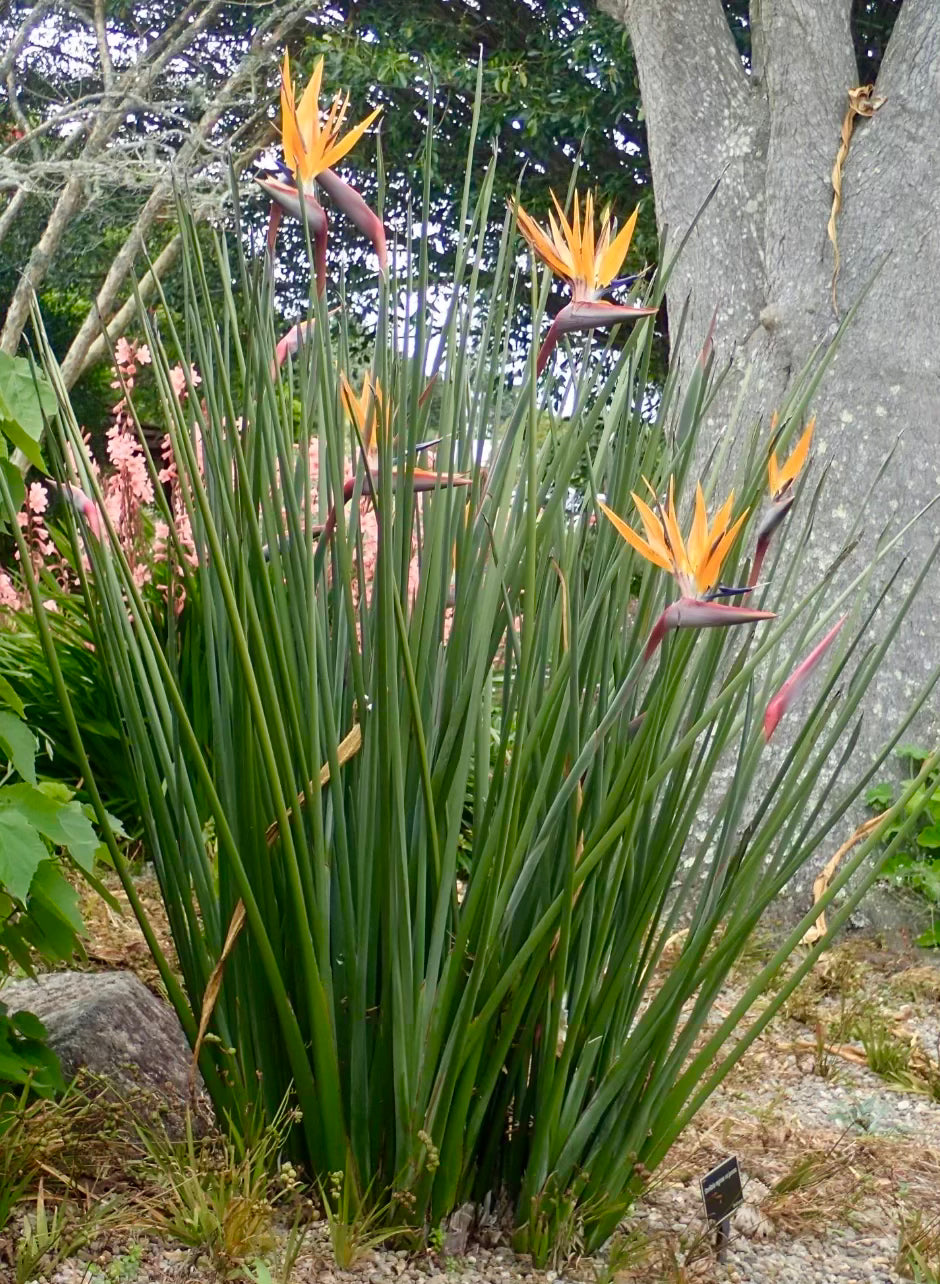 Strelitzia juncea (Leafless Bird of Paradise) Seeds - Bulk