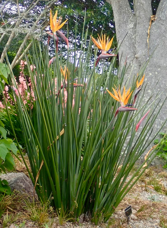 Strelitzia juncea (Leafless Bird of Paradise) Seeds - Bulk