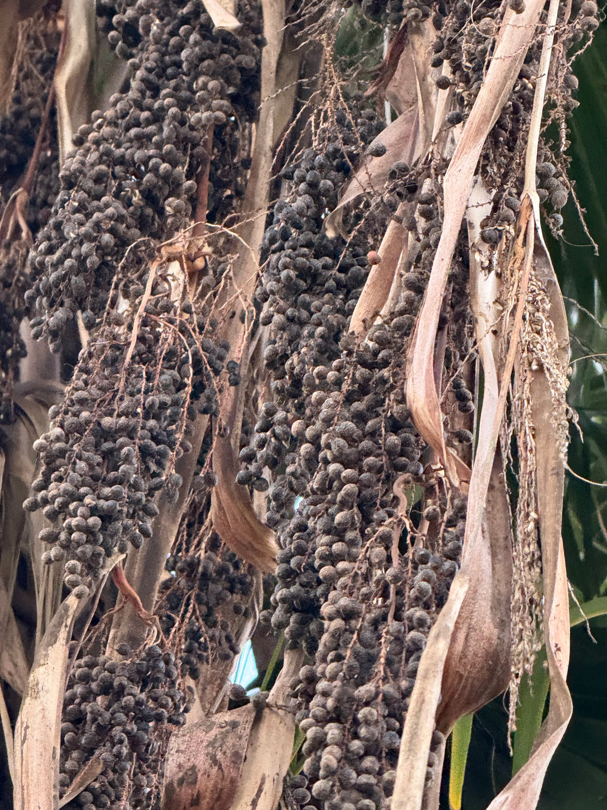 Washingtonia × filibusta (Hybrid Fan Palm) - 1000 Seeds - Bulk
