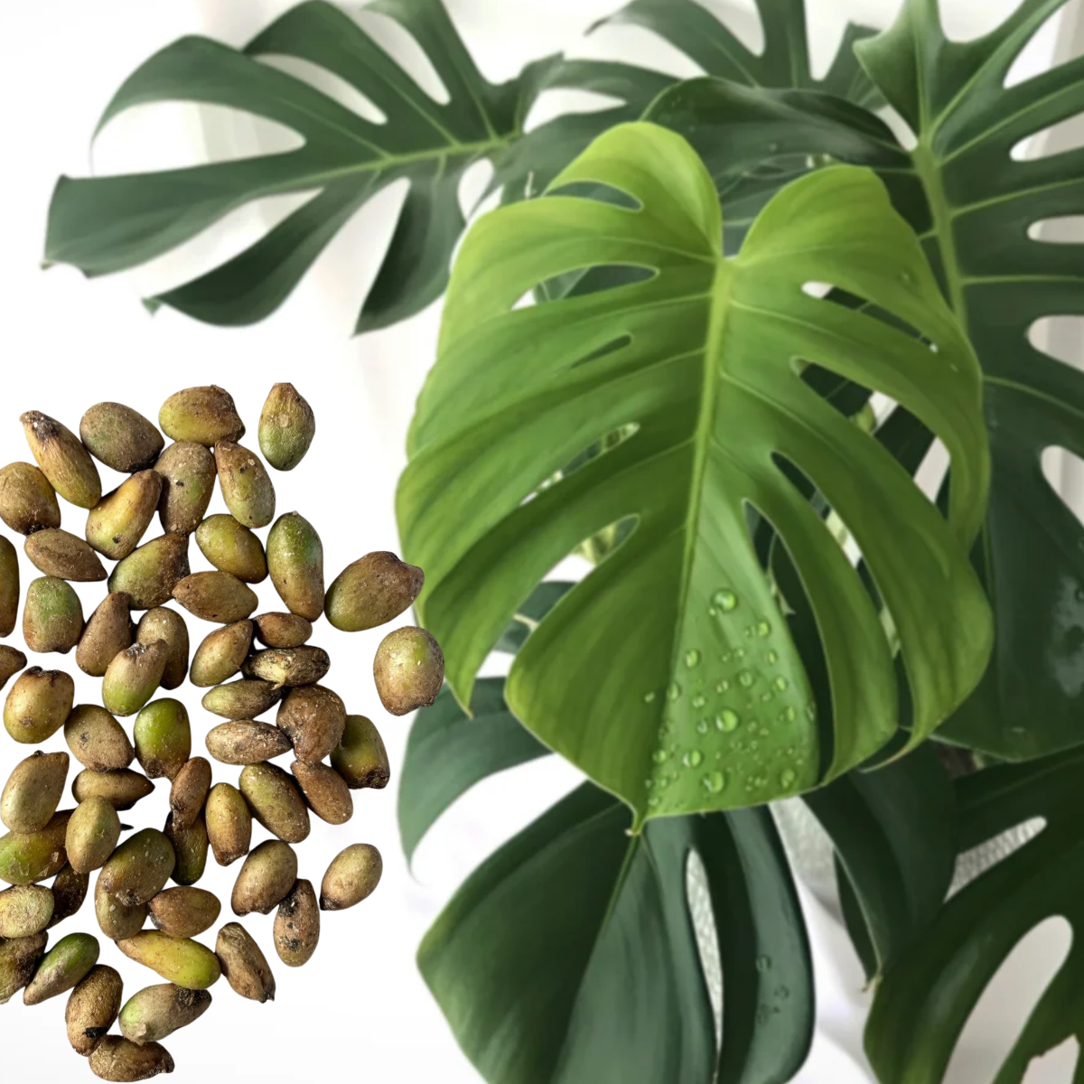 Monstera deliciosa – Split Leaf Philodendron - 1,000 Seeds  - Bulk