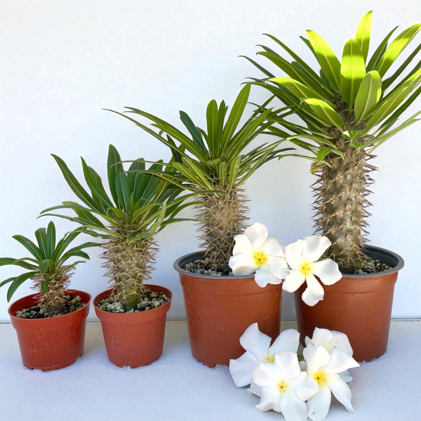 Pachypodium lamerei var. ramosum (Madagascar Palm) - 1000 Seeds - Bulk