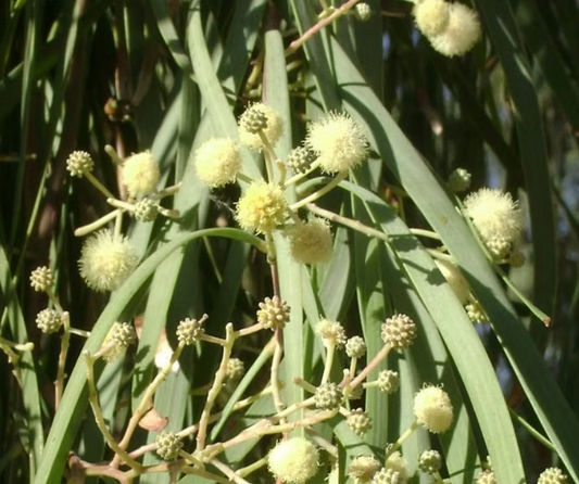 Acacia stenophylla (River Cooba, Shoestring Acacia) - 1000 Seeds - Bulk