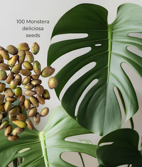 Monstera deliciosa – 100 Seeds – Easy to Germinate & Fun to Grow