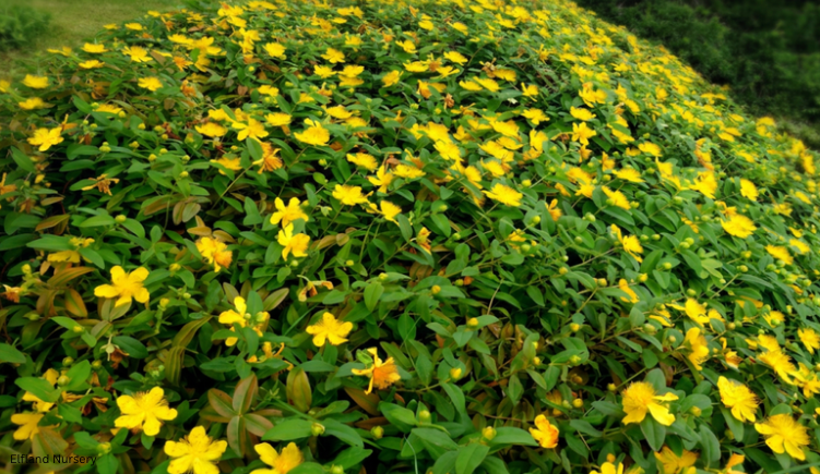 Hypericum calycinum (Creeping St. John’s Wort) - 1,000 Seeds - 2026 Pre Order