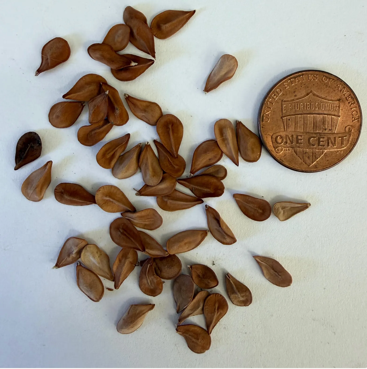 Pachypodium lealii subsp. saundersii (Kudu Lily) -  Seeds