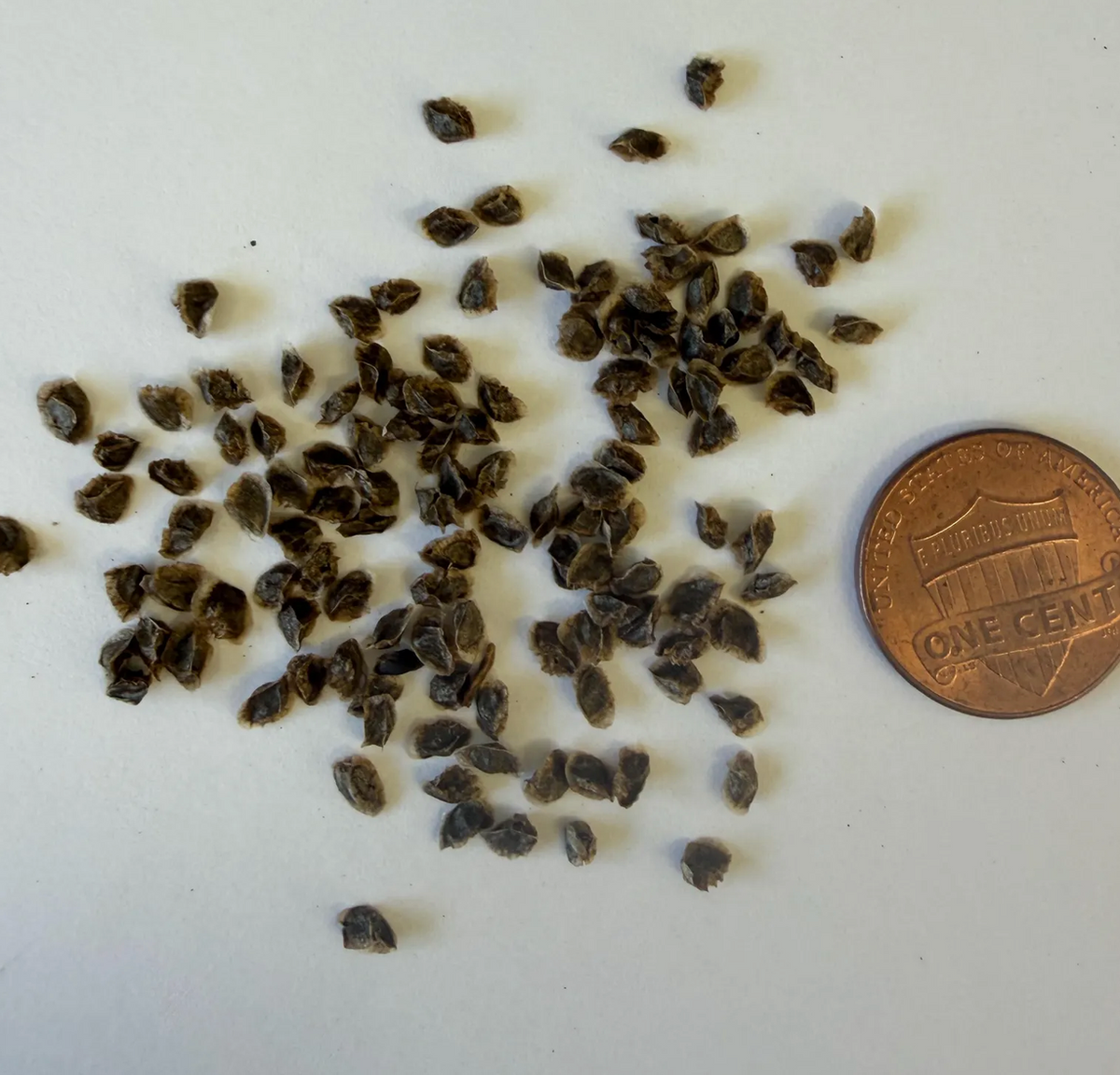 Aloe sabaea (Yemen Tree Aloe) - Seeds