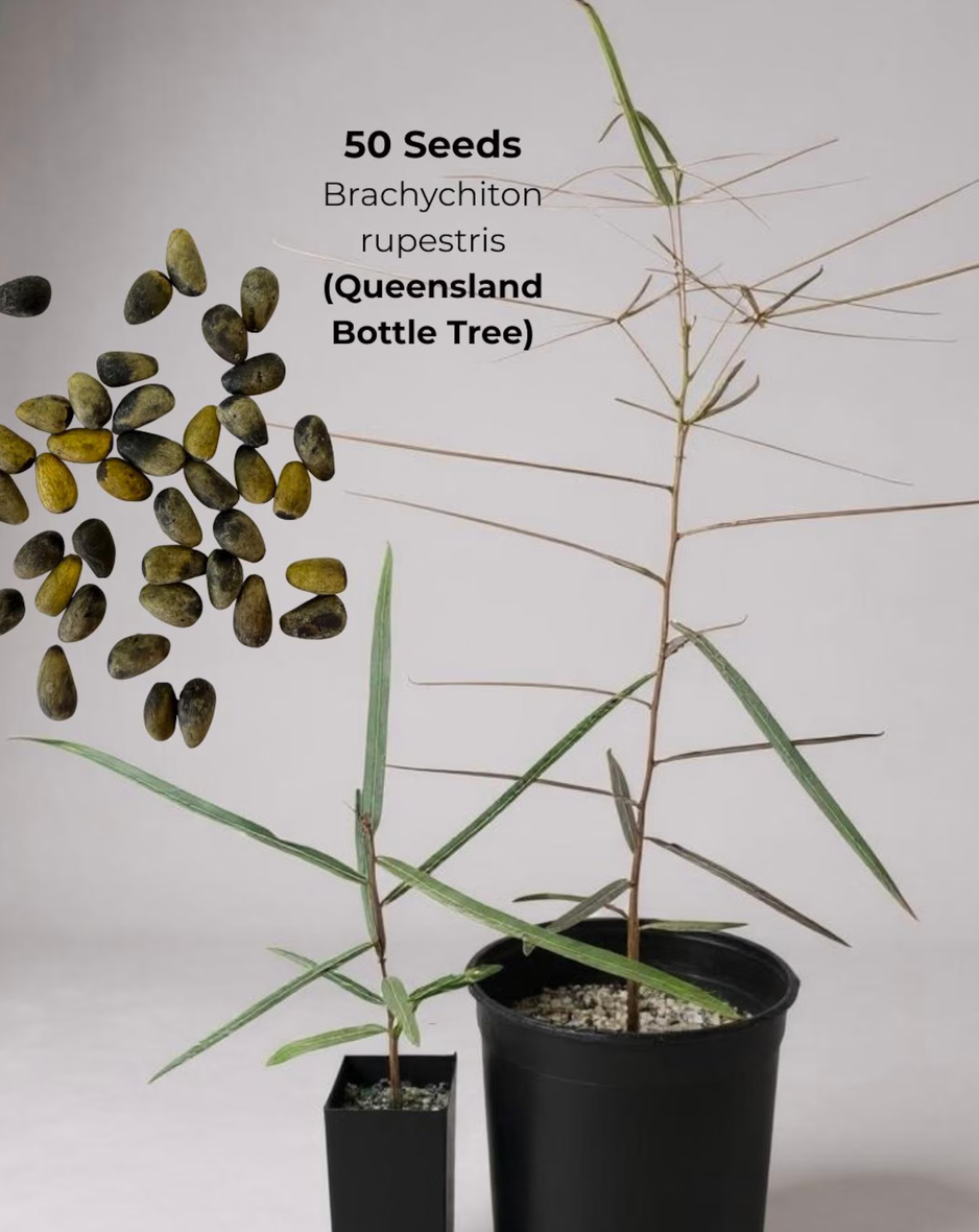 Brachychiton Seed Variety Pack – 200 Bottle Tree Seeds, 4 Varieties