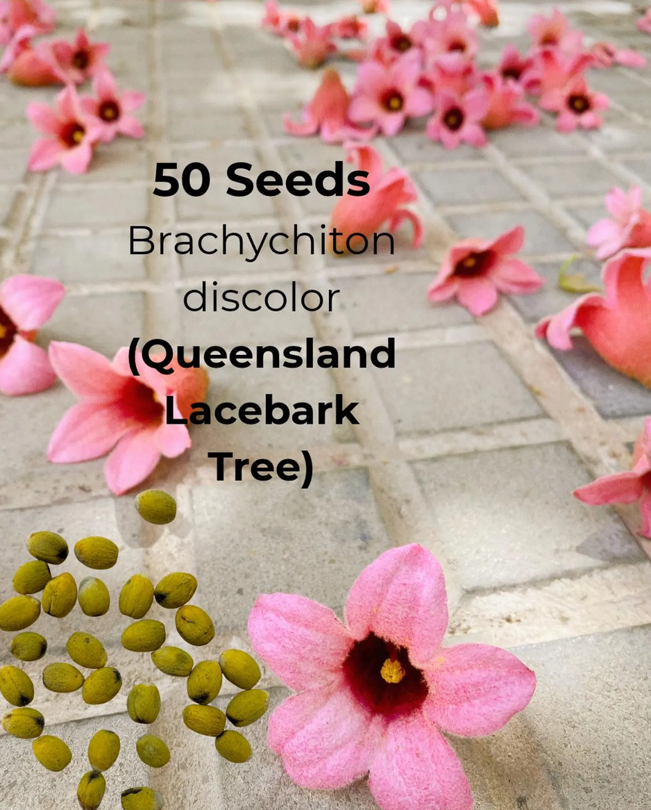 Brachychiton Seed Variety Pack – 200 Bottle Tree Seeds, 4 Varieties