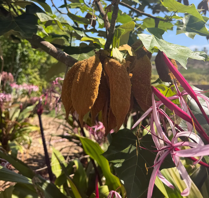 Brachychiton Seed Variety Pack – 200 Bottle Tree Seeds, 4 Varieties