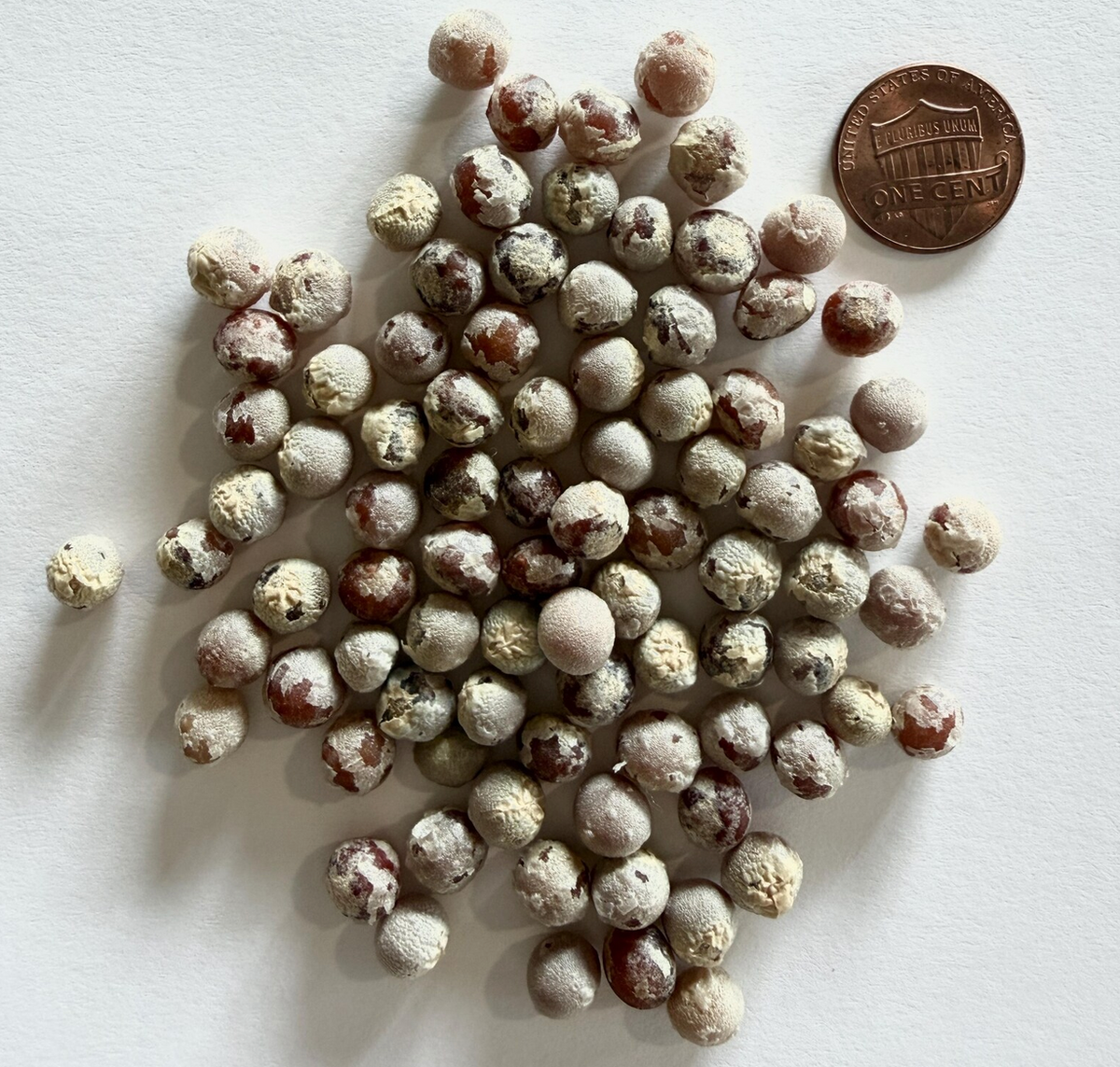 Tropical Seed Variety Pack – 5 Varieties, 325 Seeds