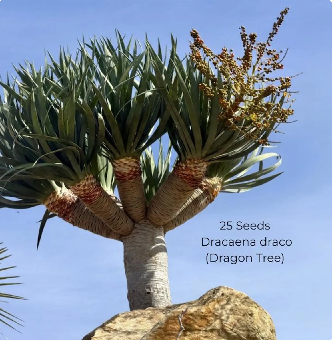 Tropical Seed Variety Pack – 5 Varieties, 325 Seeds