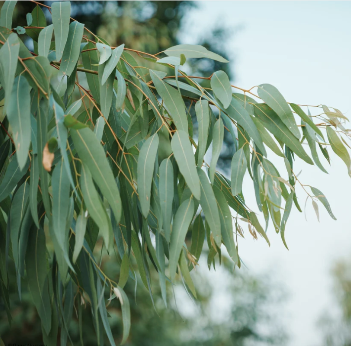 Eucalyptus Seed Variety Pack – 6 Varieties, 600 Seeds
